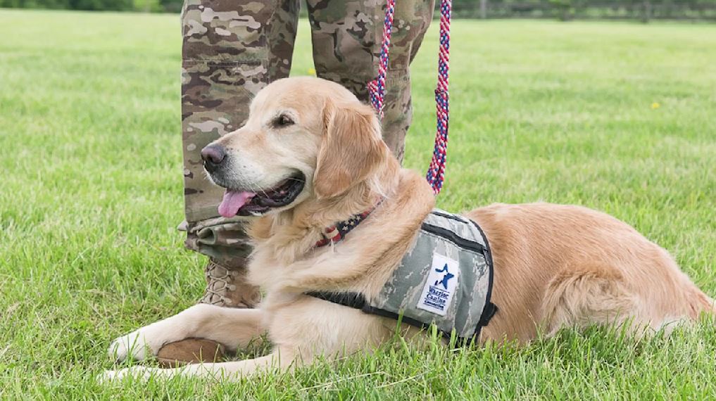 Warrior Canine Connection – Fur The Love of Veterans