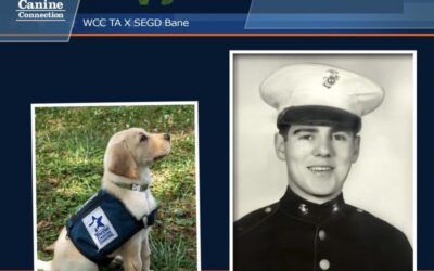 Warrior Canine Connection’s VJ