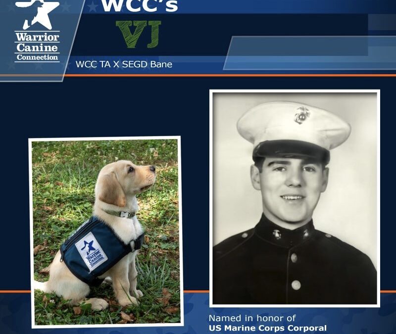 Warrior Canine Connection’s VJ